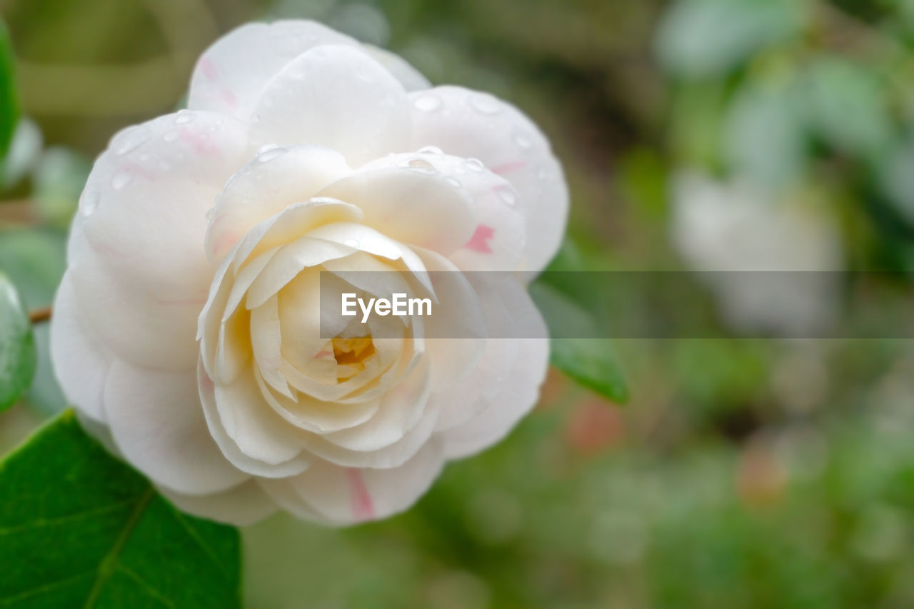 CLOSE-UP OF WHITE ROSE FLOWER OUTDOORS