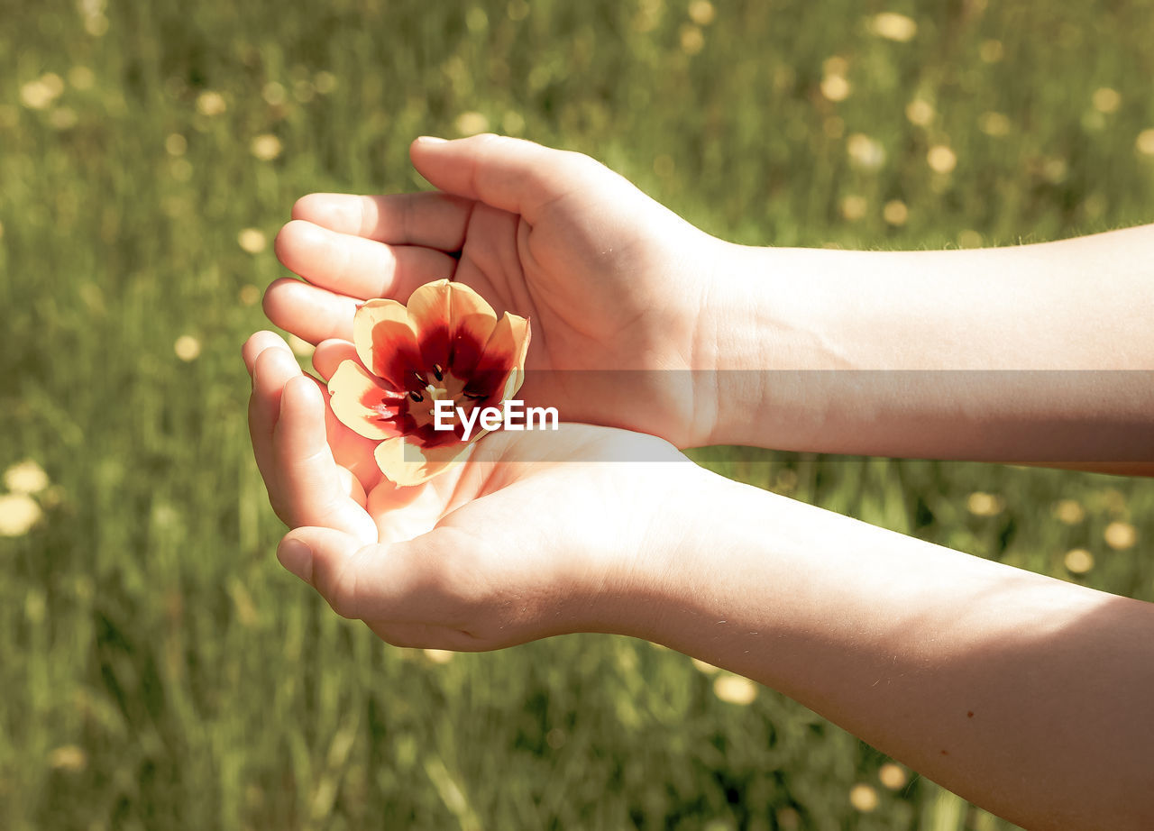 Close-up of hand holding red flower on field