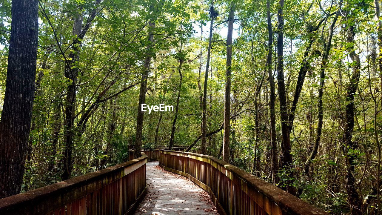 FOOTBRIDGE OVER FOREST