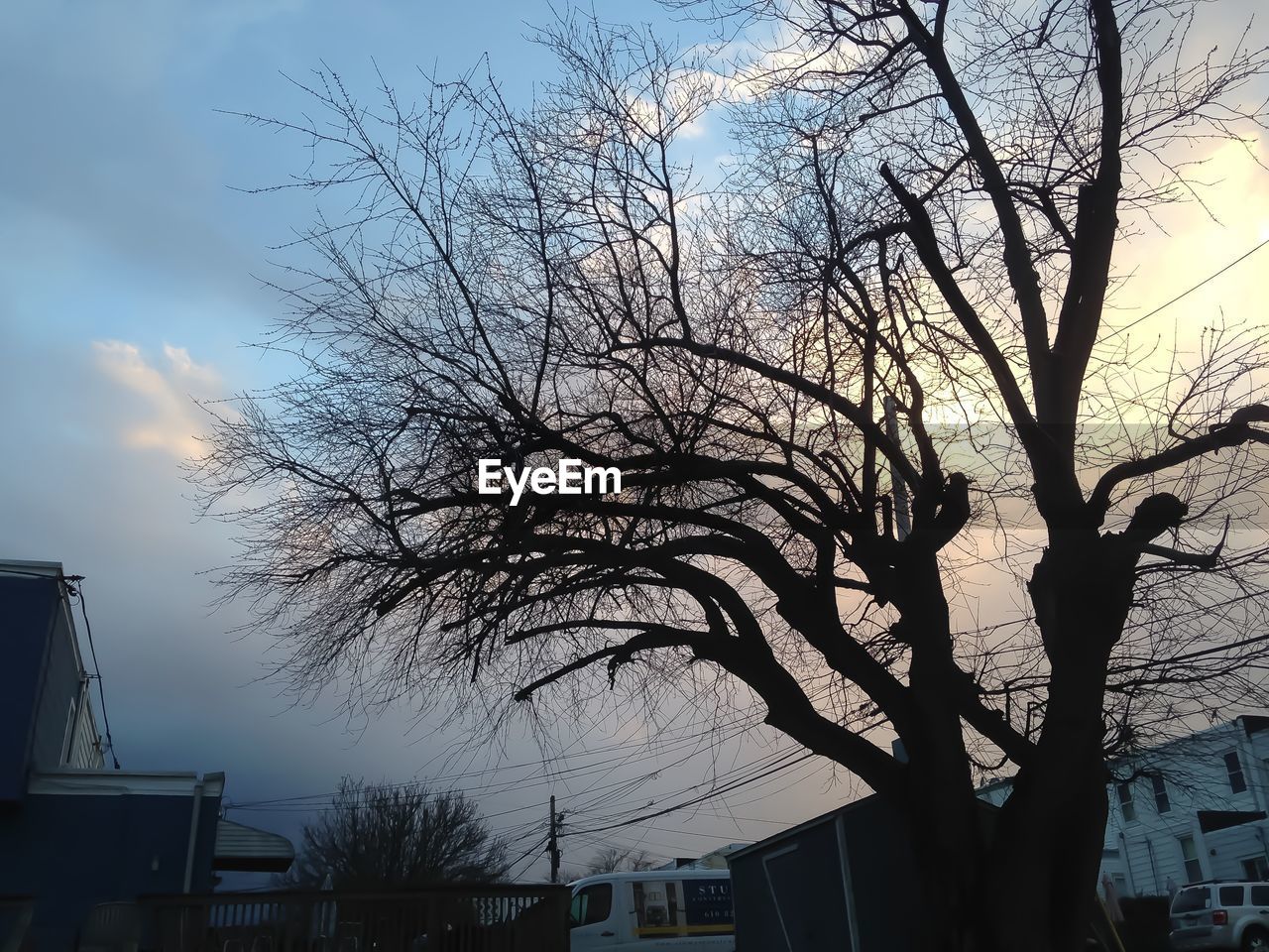 LOW ANGLE VIEW OF BARE TREES AND BUILDINGS