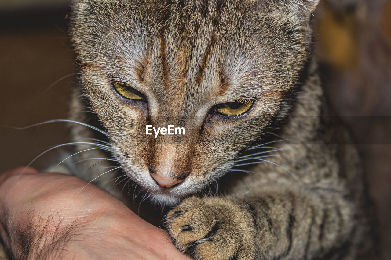 CLOSE-UP OF HAND HOLDING CAT OUTDOORS