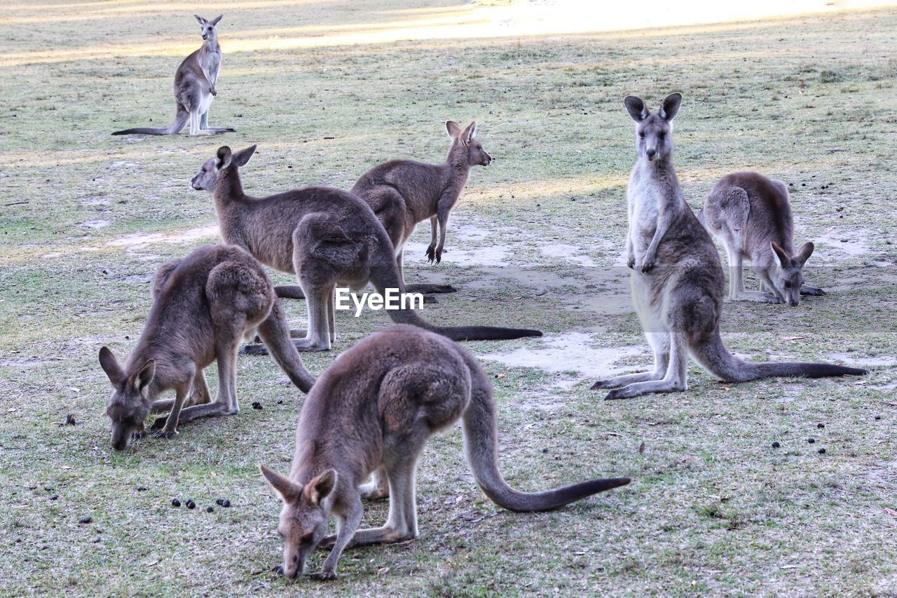 Kangaroos island in sydney australia.a lot of kangaroos in the natural park in sydney australia 