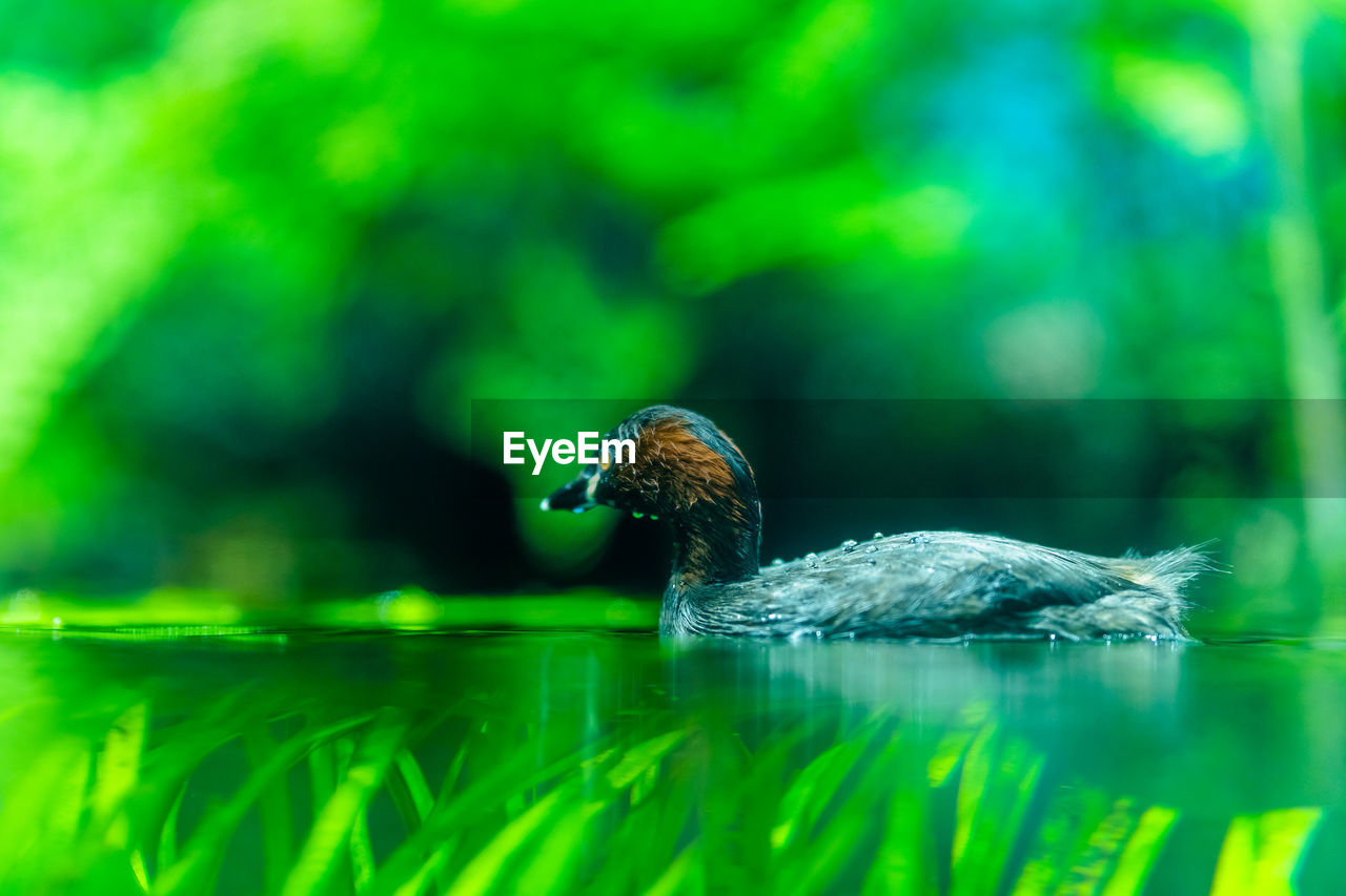 green, animal, animal themes, animal wildlife, one animal, wildlife, bird, nature, water, grass, duck, no people, swimming, close-up, macro photography, beak, lake, water bird, environment, ducks, geese and swans, outdoors, selective focus, plant, beauty in nature, reflection, side view, day, reptile