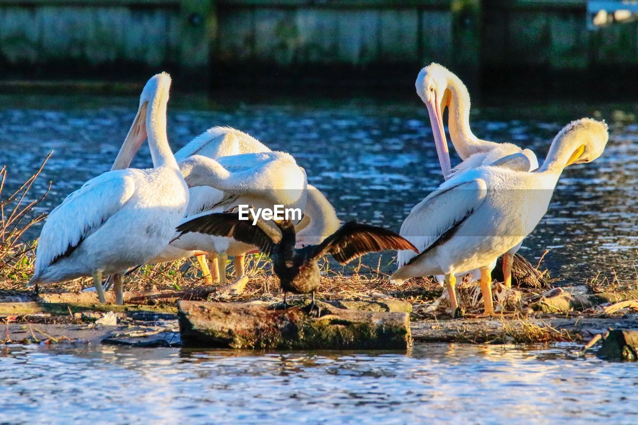 VIEW OF BIRDS IN LAKE