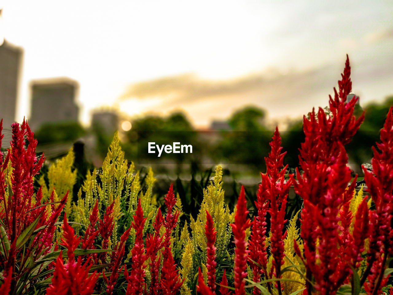 CLOSE-UP OF FLOWERING PLANTS AGAINST SKY