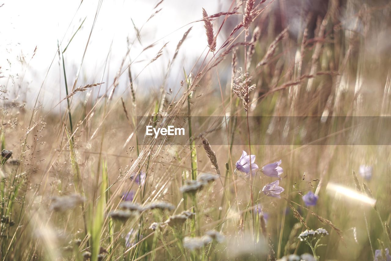 Close-up of purple flowering plants on field