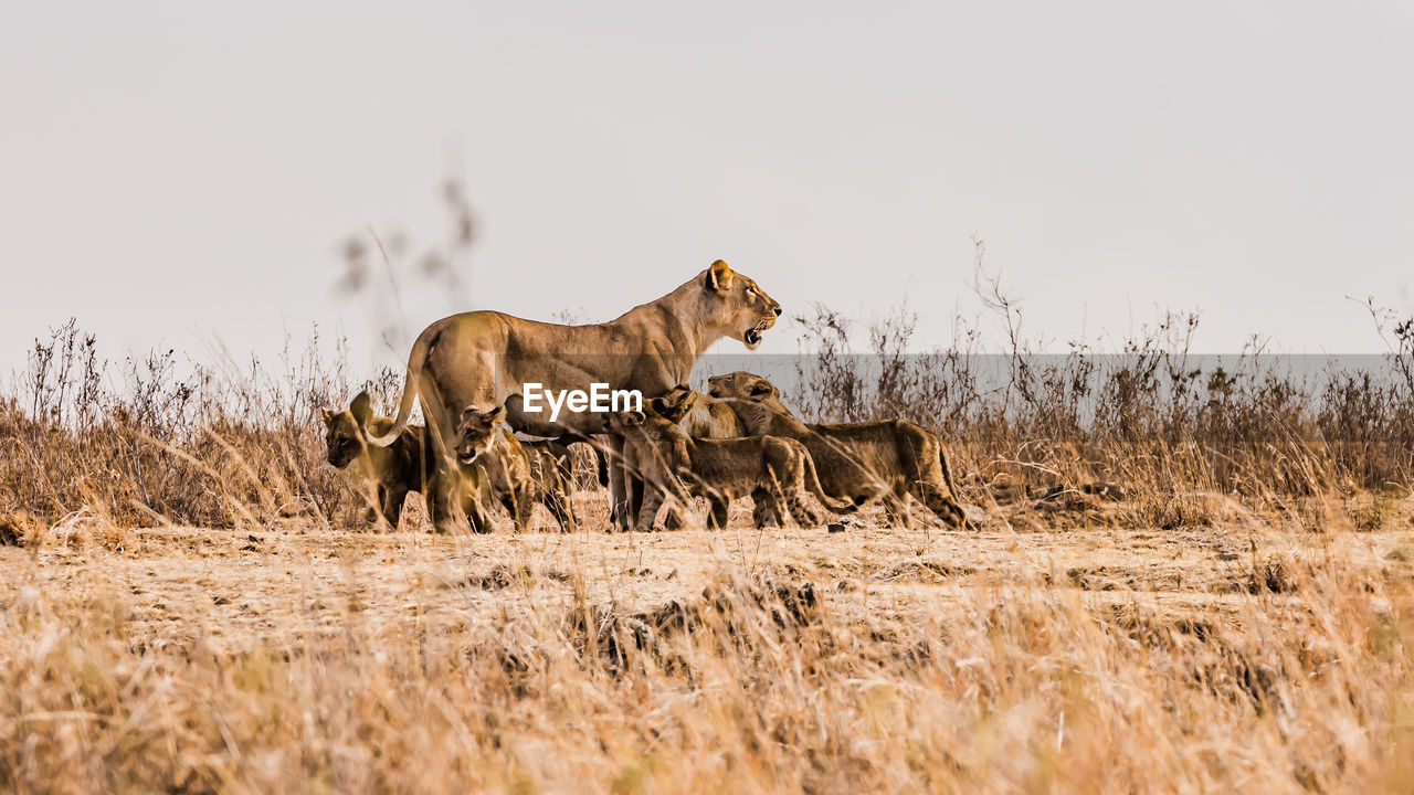 Lioness feeding cubs against clear sky