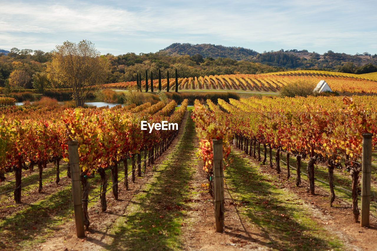 Scenic view of vineyard against sky