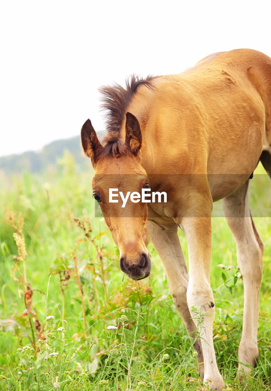 Horse on field against clear sky