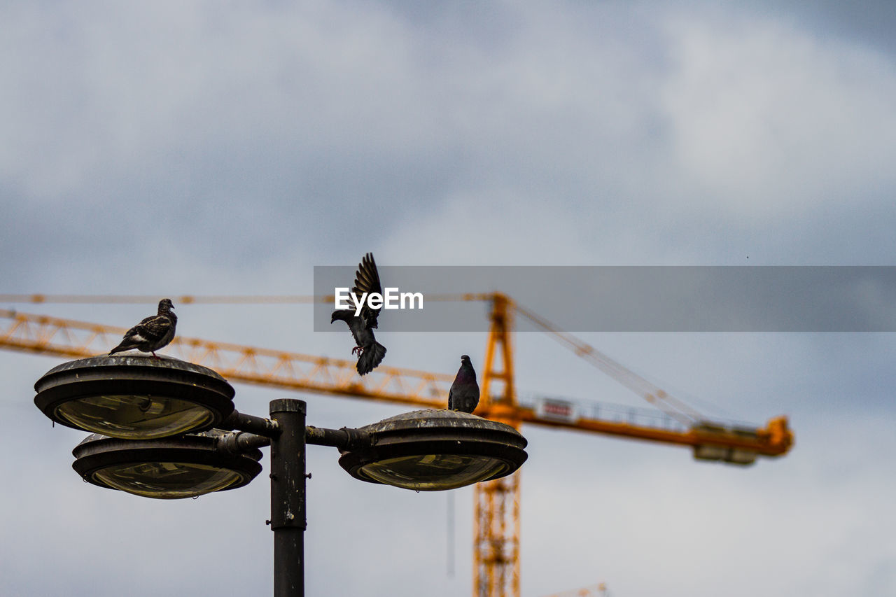 LOW ANGLE VIEW OF BIRDS PERCHING ON METAL STRUCTURE AGAINST SKY