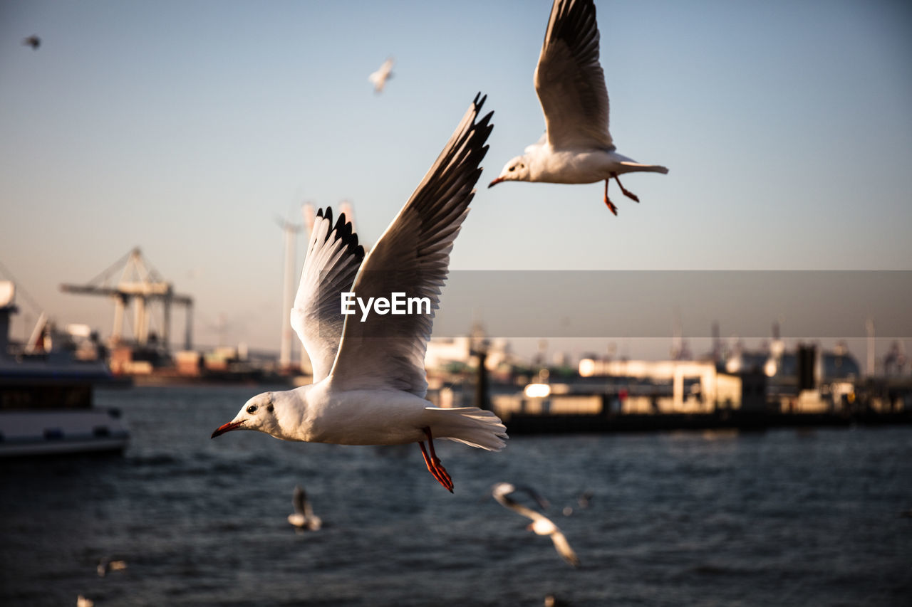 SEAGULLS FLYING OVER THE SEA