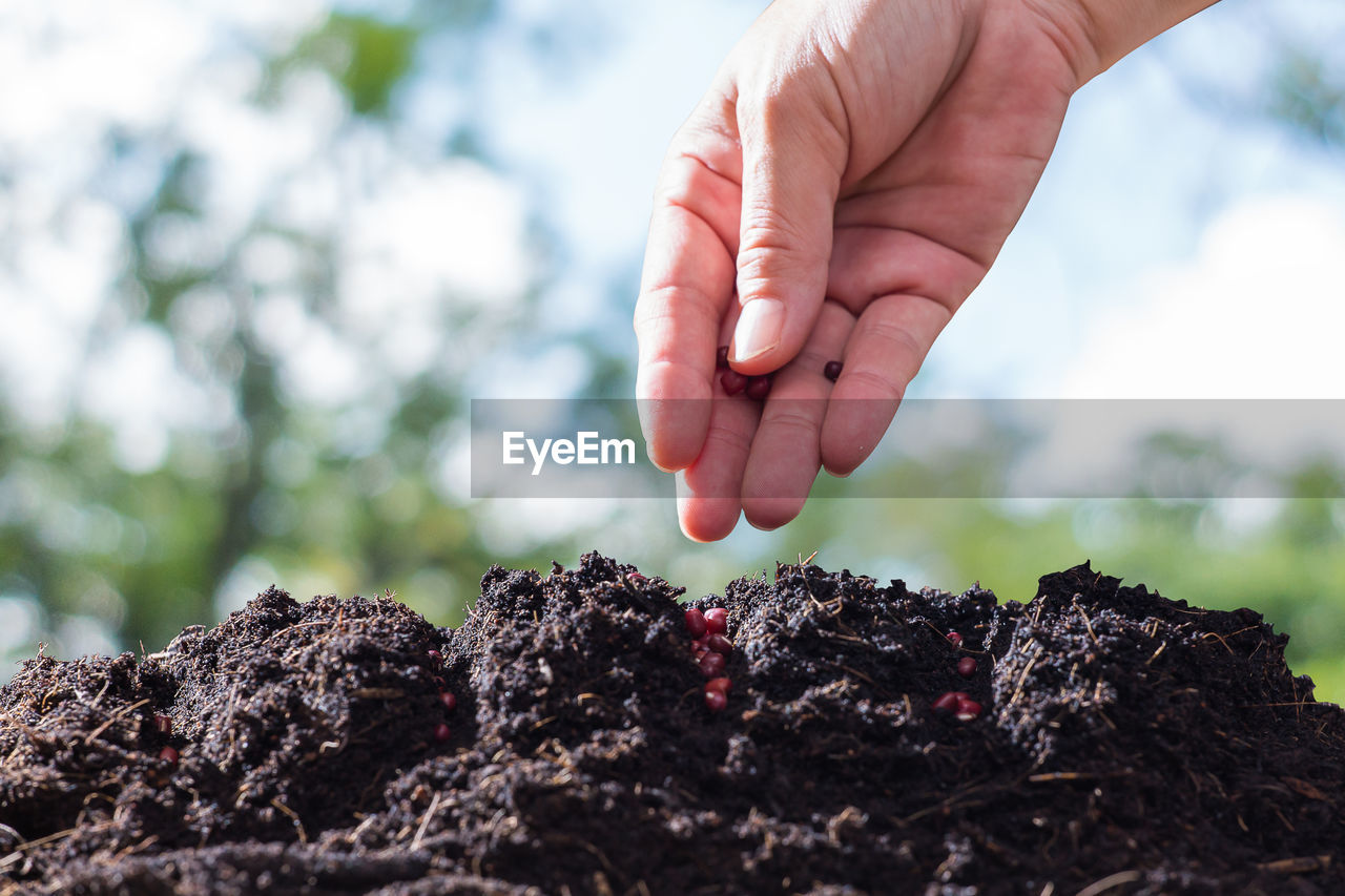 Cropped image of hand putting seeds in mud