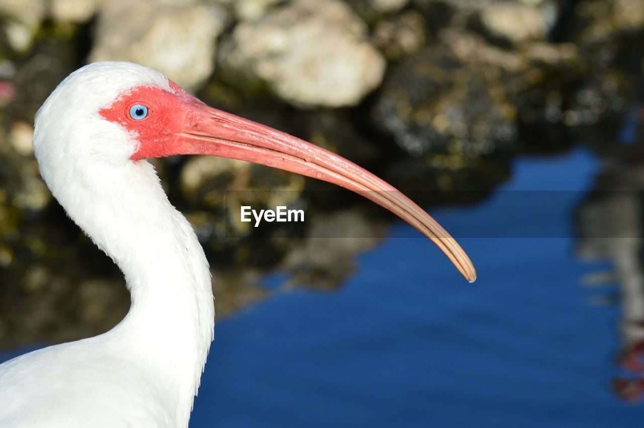 High angle view of white ibis on pond