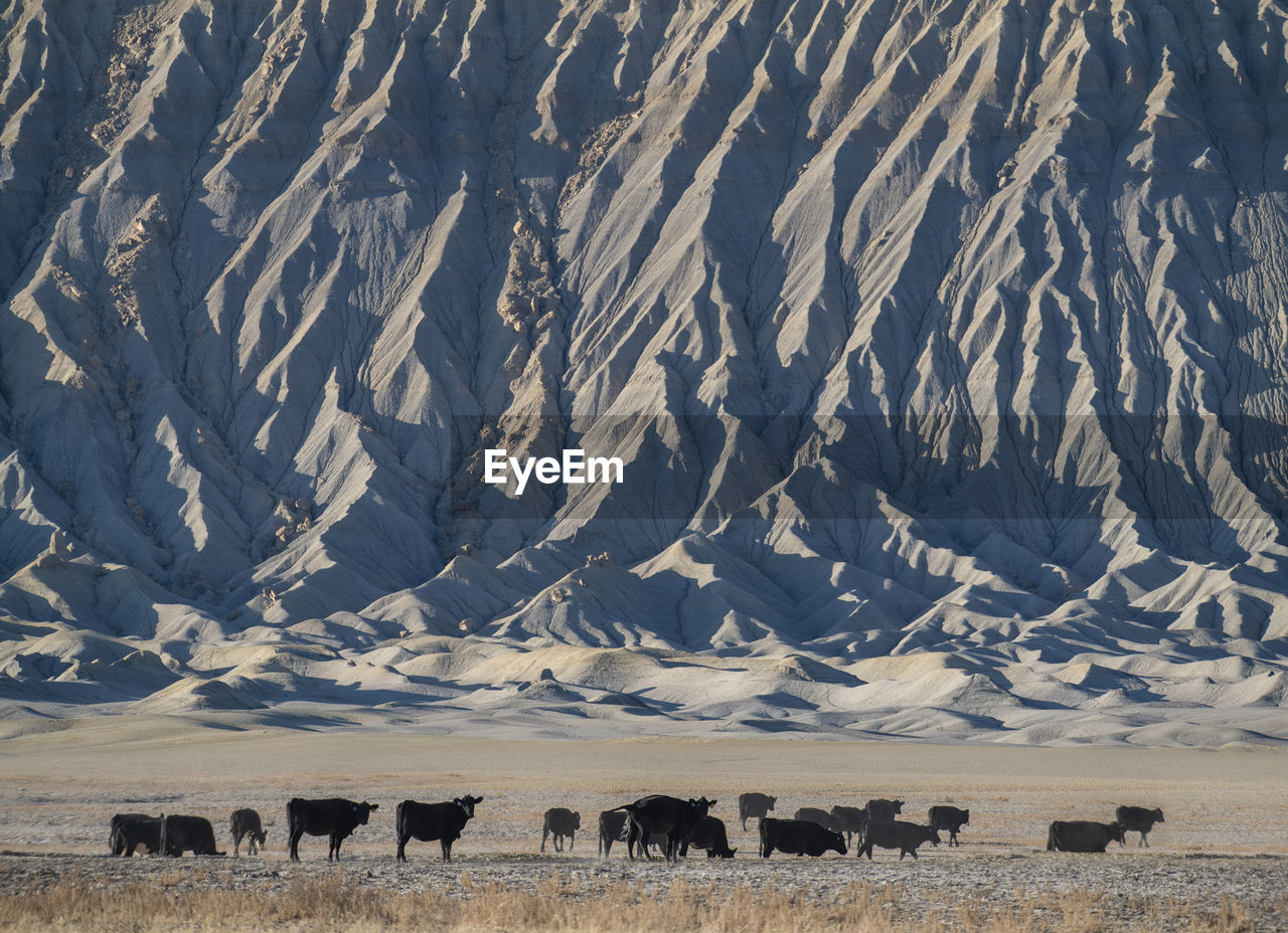 Cattle move across a remote stretch of utah desert