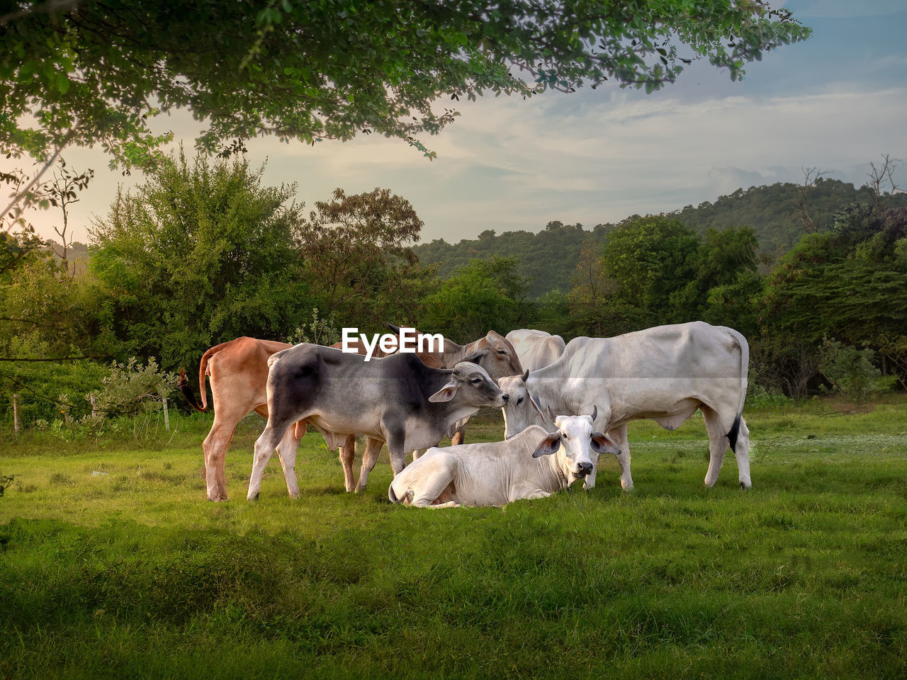 Thai cows eating grass and resting in a field.