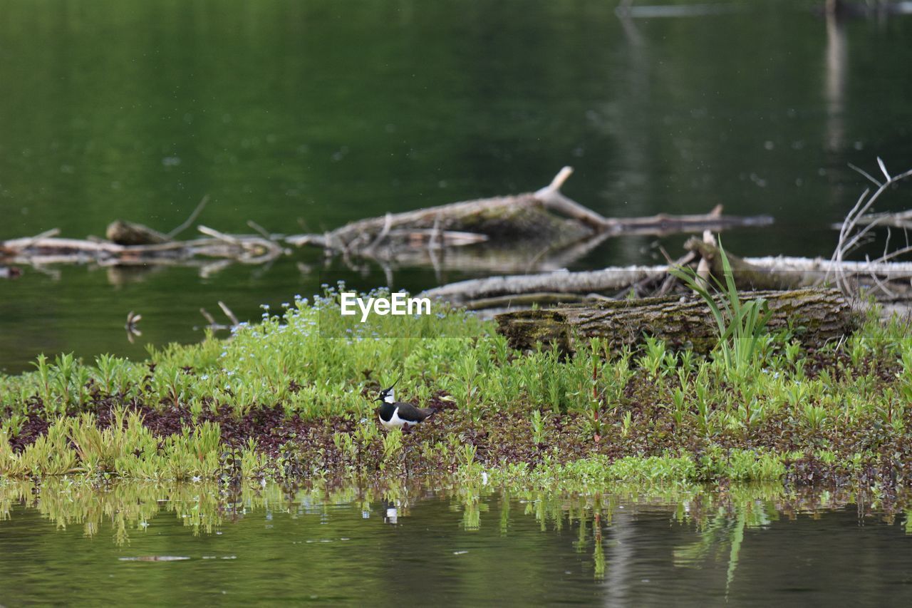 Lapwing perching on grass in lake