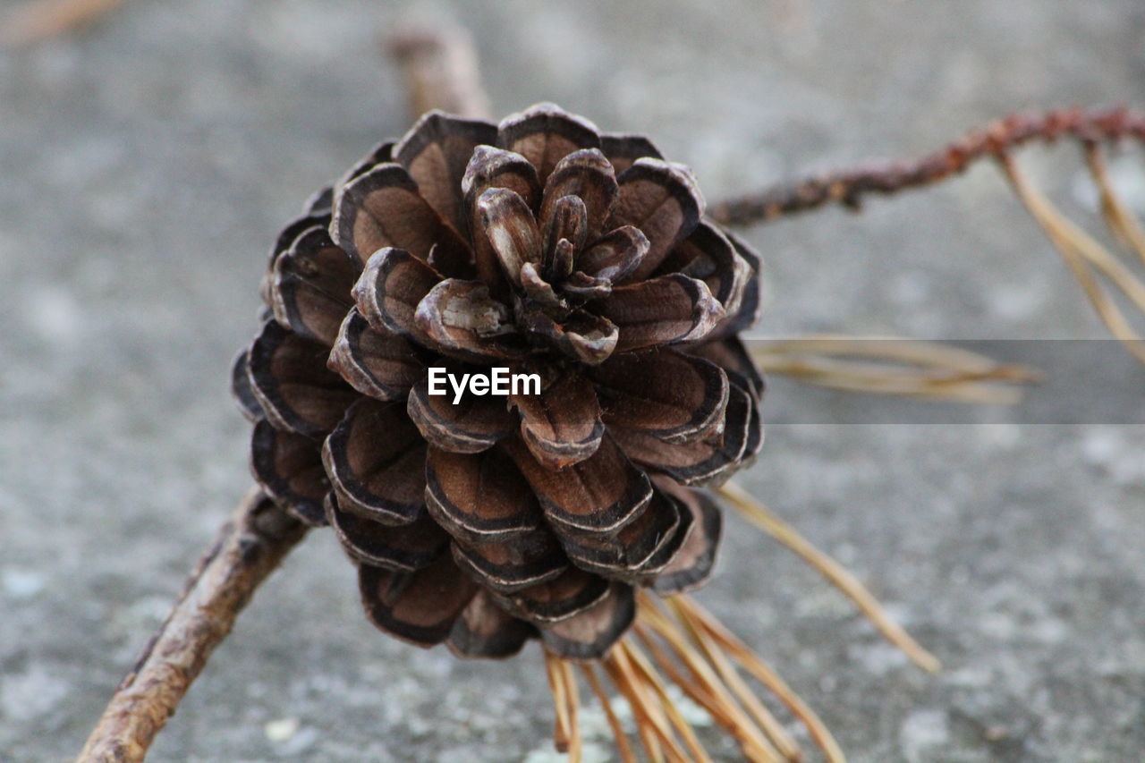 Close-up high angle view of leaf