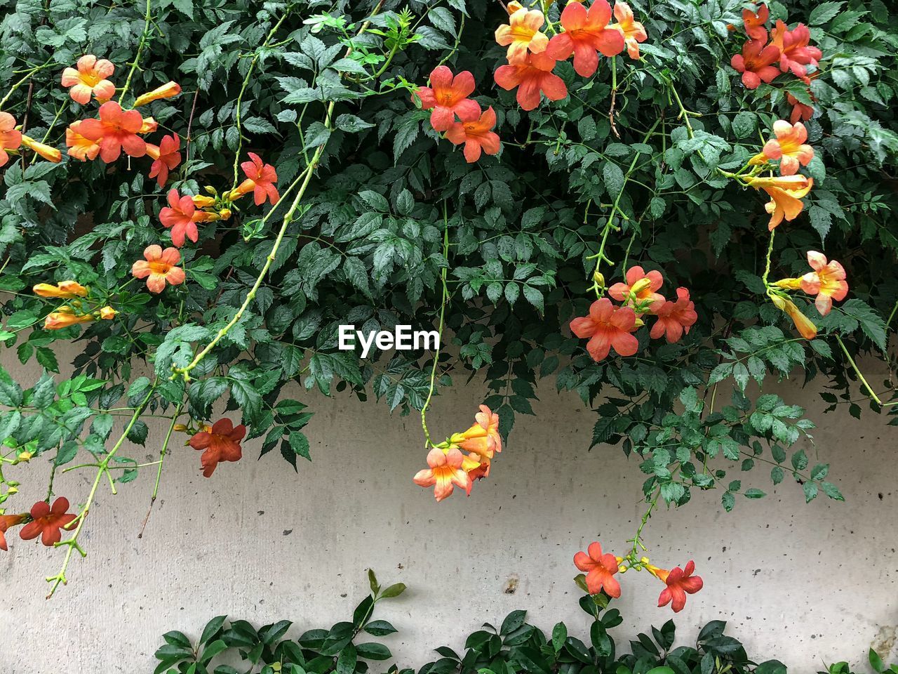 Flowering plants against orange wall