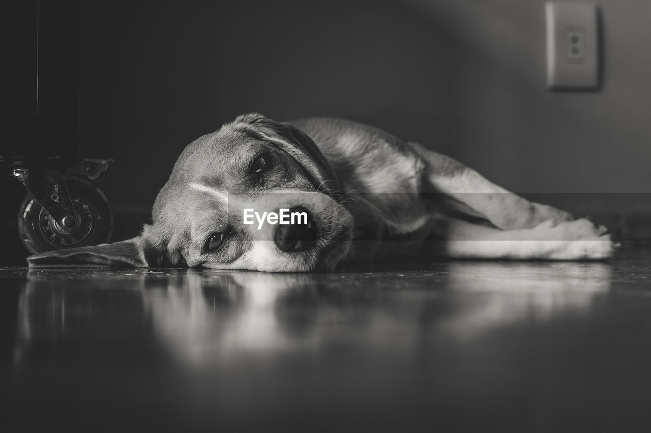 Close-up portrait of dog lying on floor