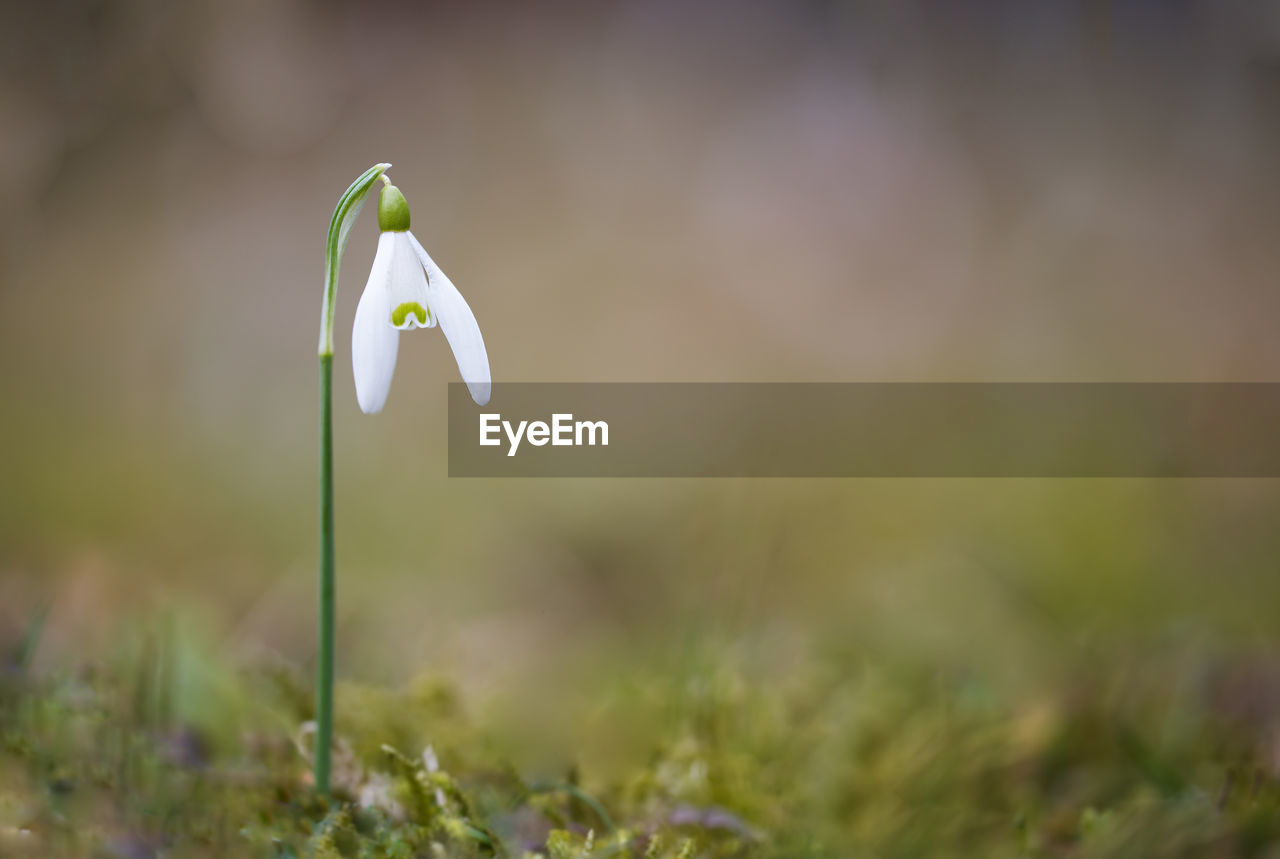 Close-up of white flower on field