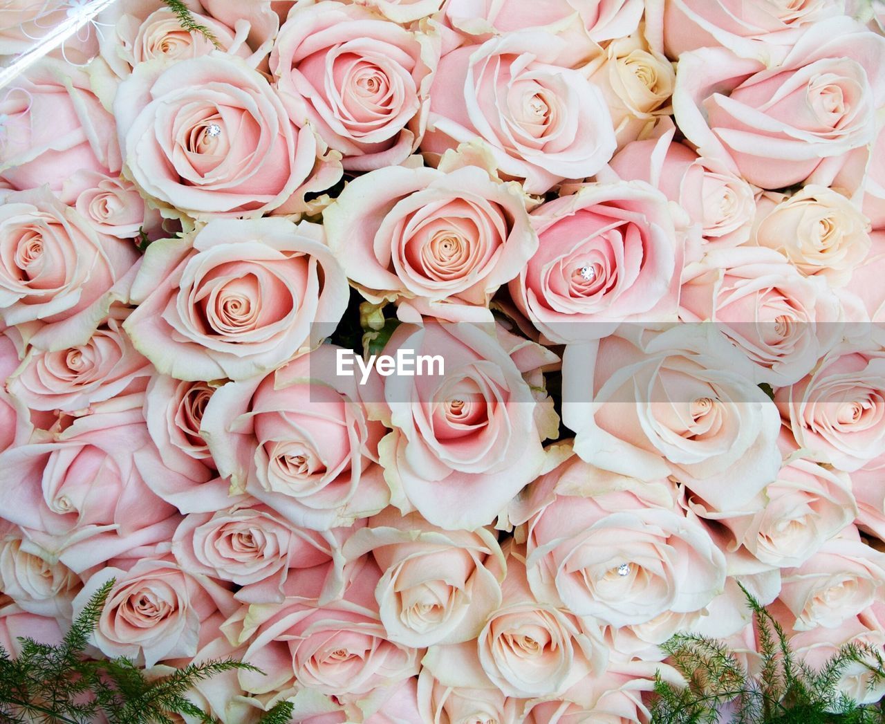 Close-up of rose bouquet