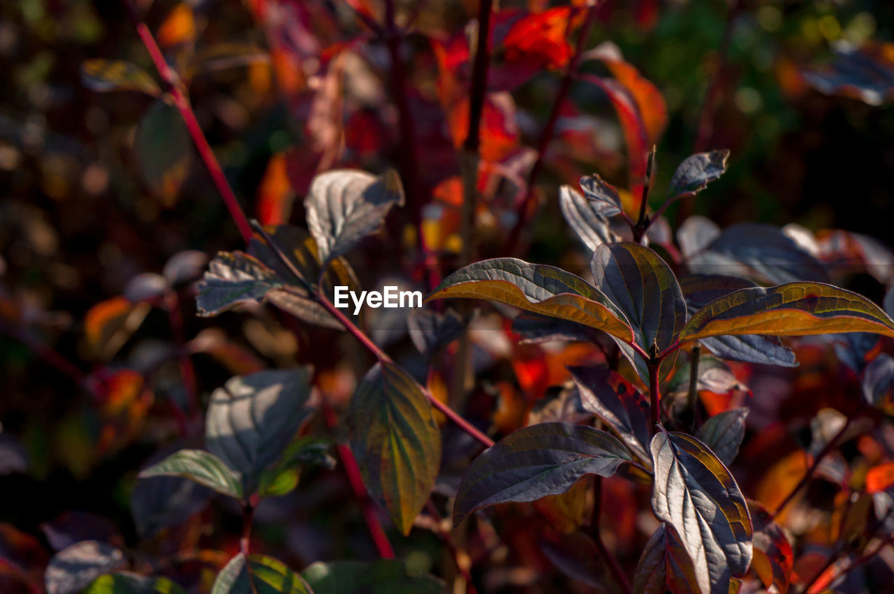 CLOSE-UP OF LEAVES ON PLANT DURING AUTUMN