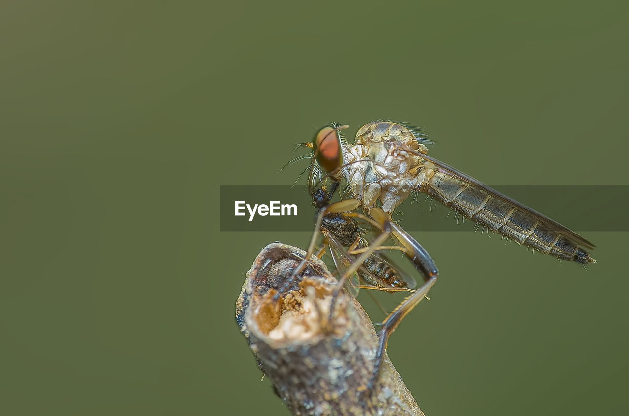 CLOSE-UP OF FLY ON LEAF AGAINST BLURRED BACKGROUND