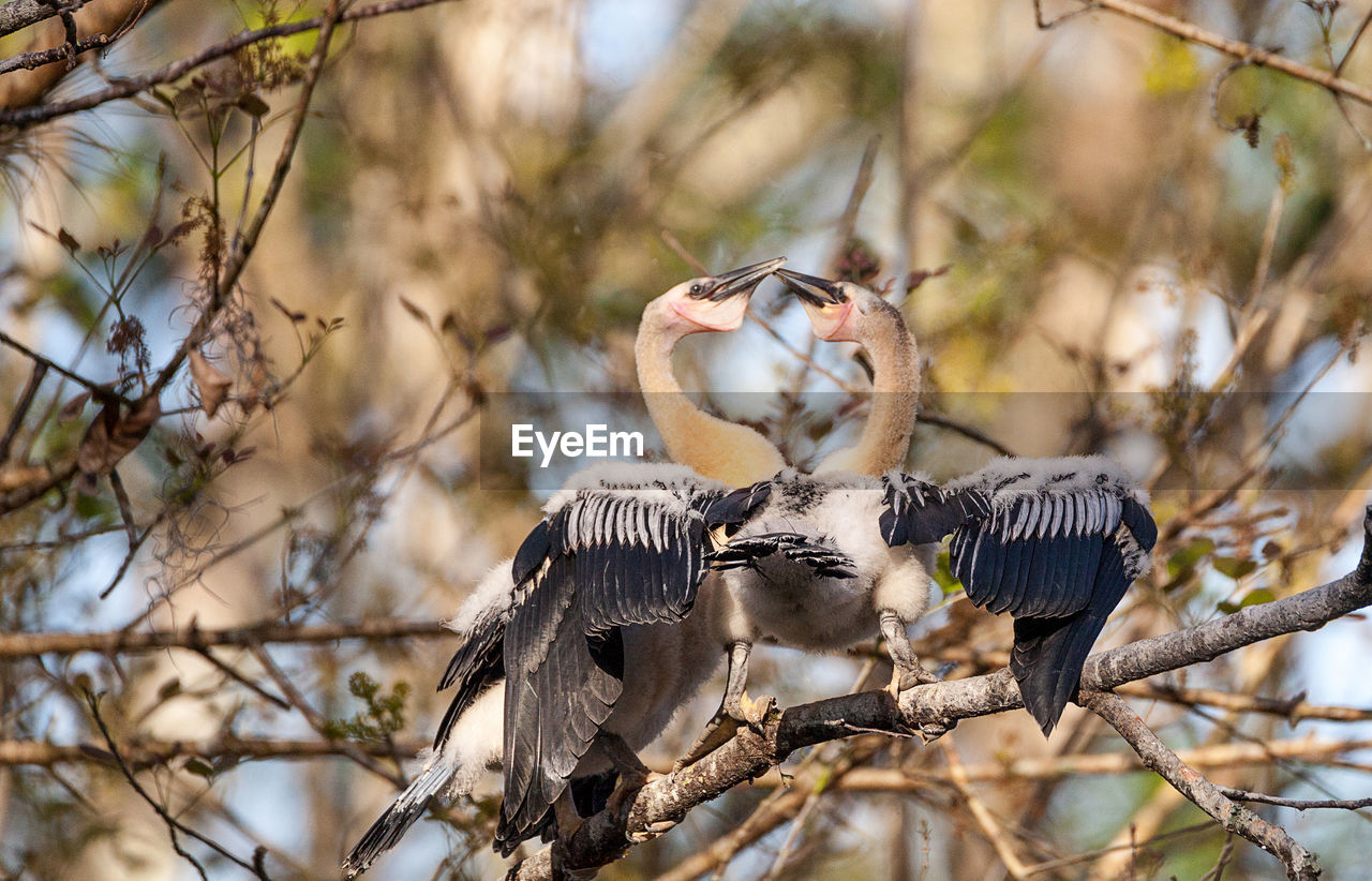 Two juvenile anhinga birds called anhinga anhinga and snakebird spar near the nest 