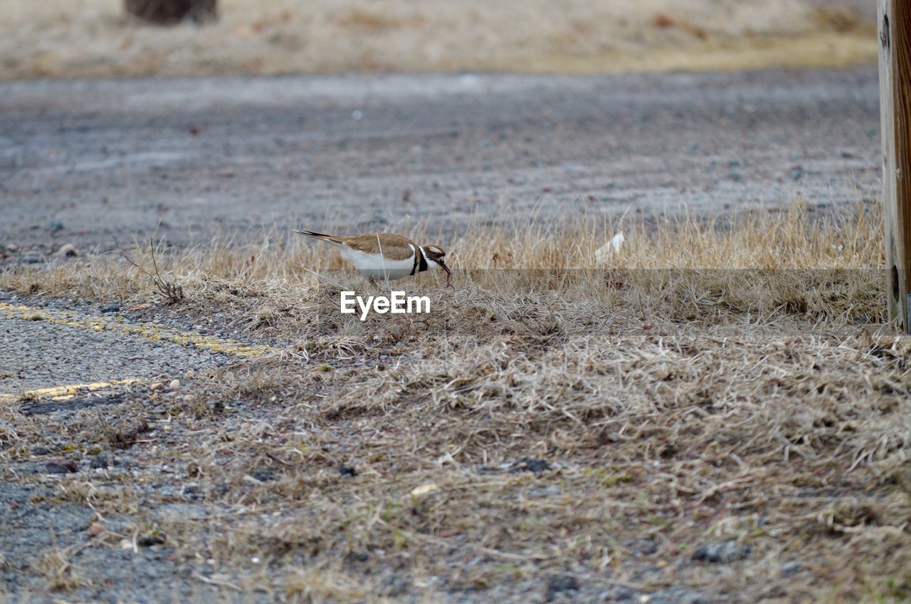 Killdeer eating /  having a worm for lunch 