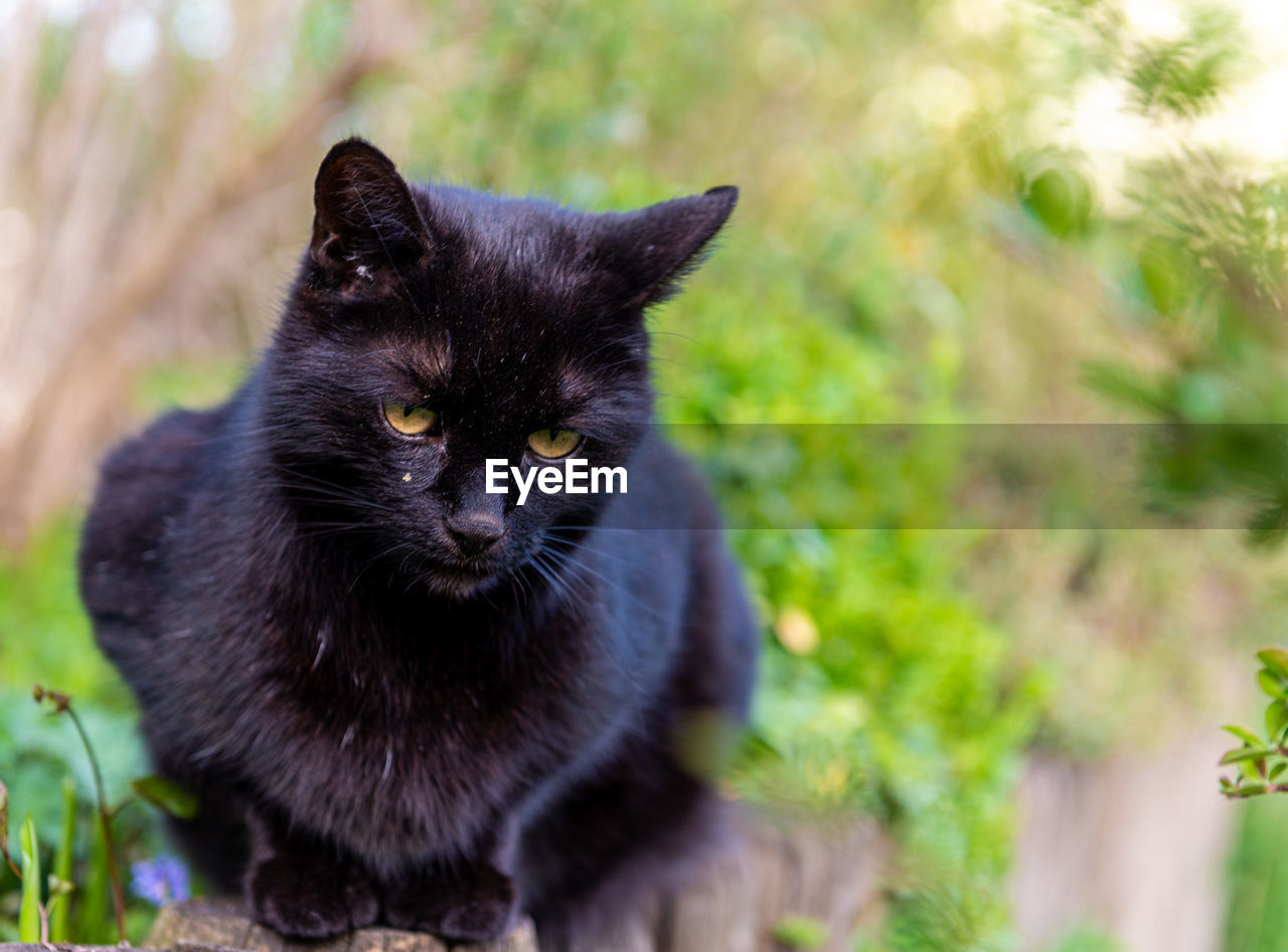 CLOSE-UP OF CAT LOOKING AWAY