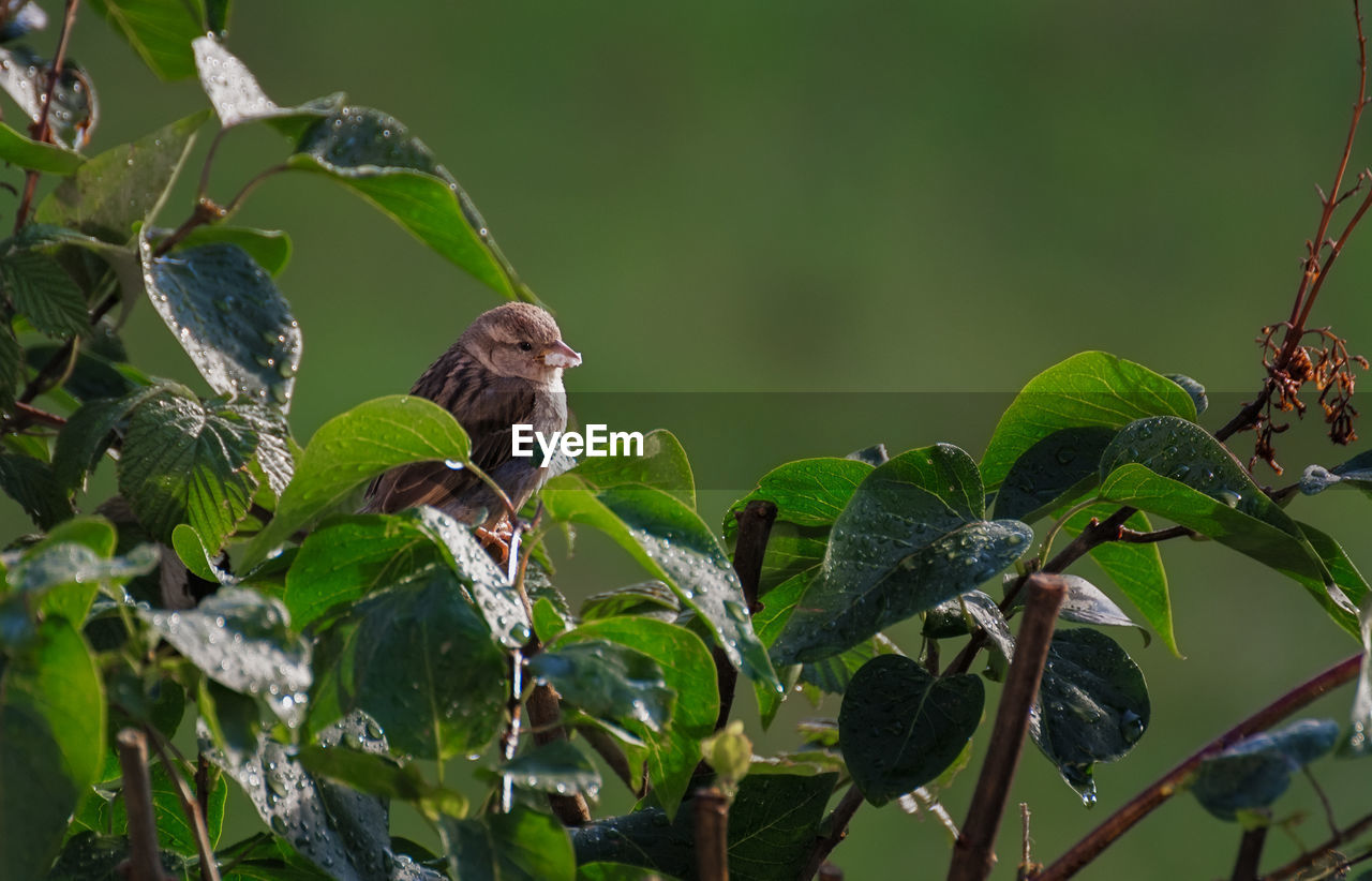 Bird perching on a plant