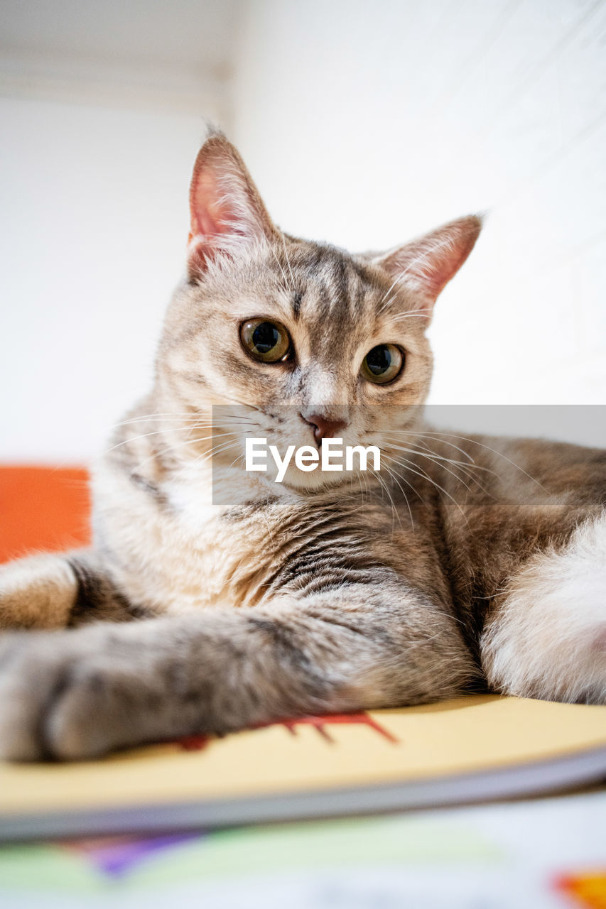 CLOSE-UP PORTRAIT OF A CAT ON BED