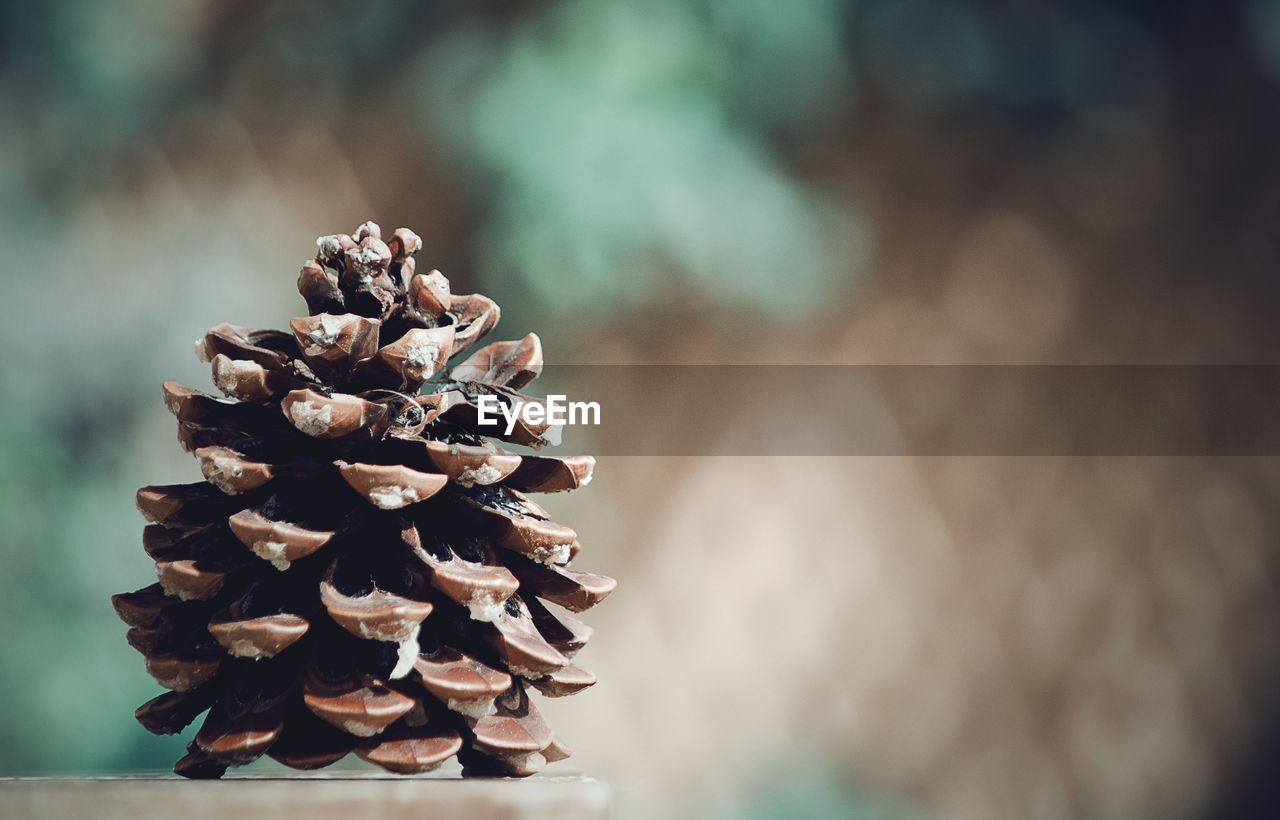 CLOSE-UP OF PINE CONE ON FLOWER