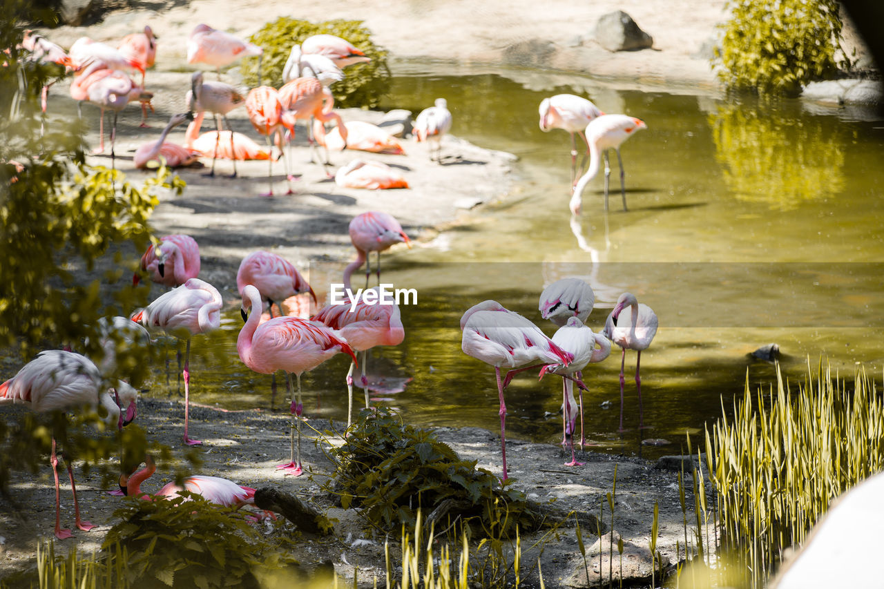 Birds in lake flamingos drunken water