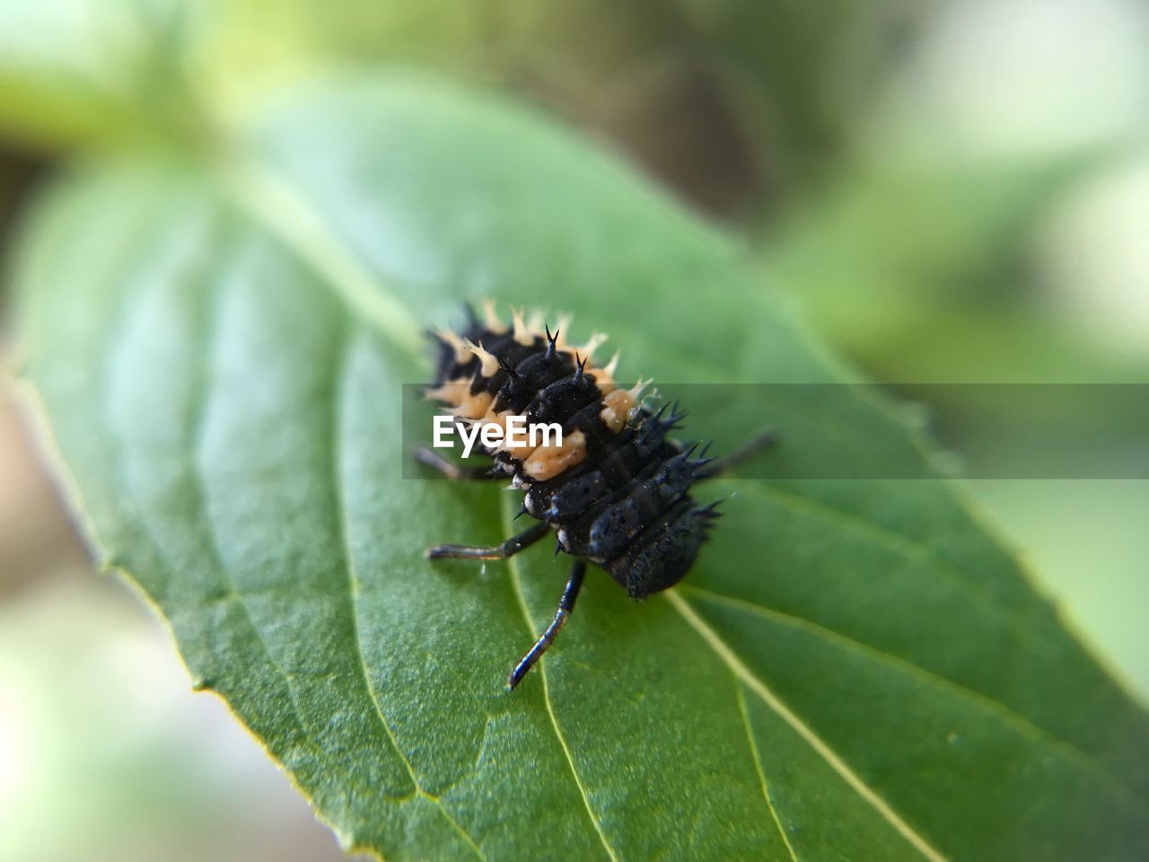 CLOSE-UP OF HOUSEFLY ON LEAF