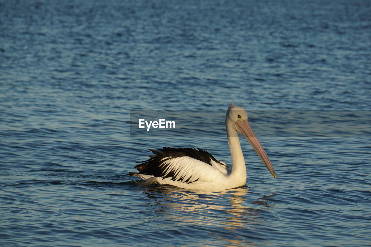 Pelican swimming in the sea