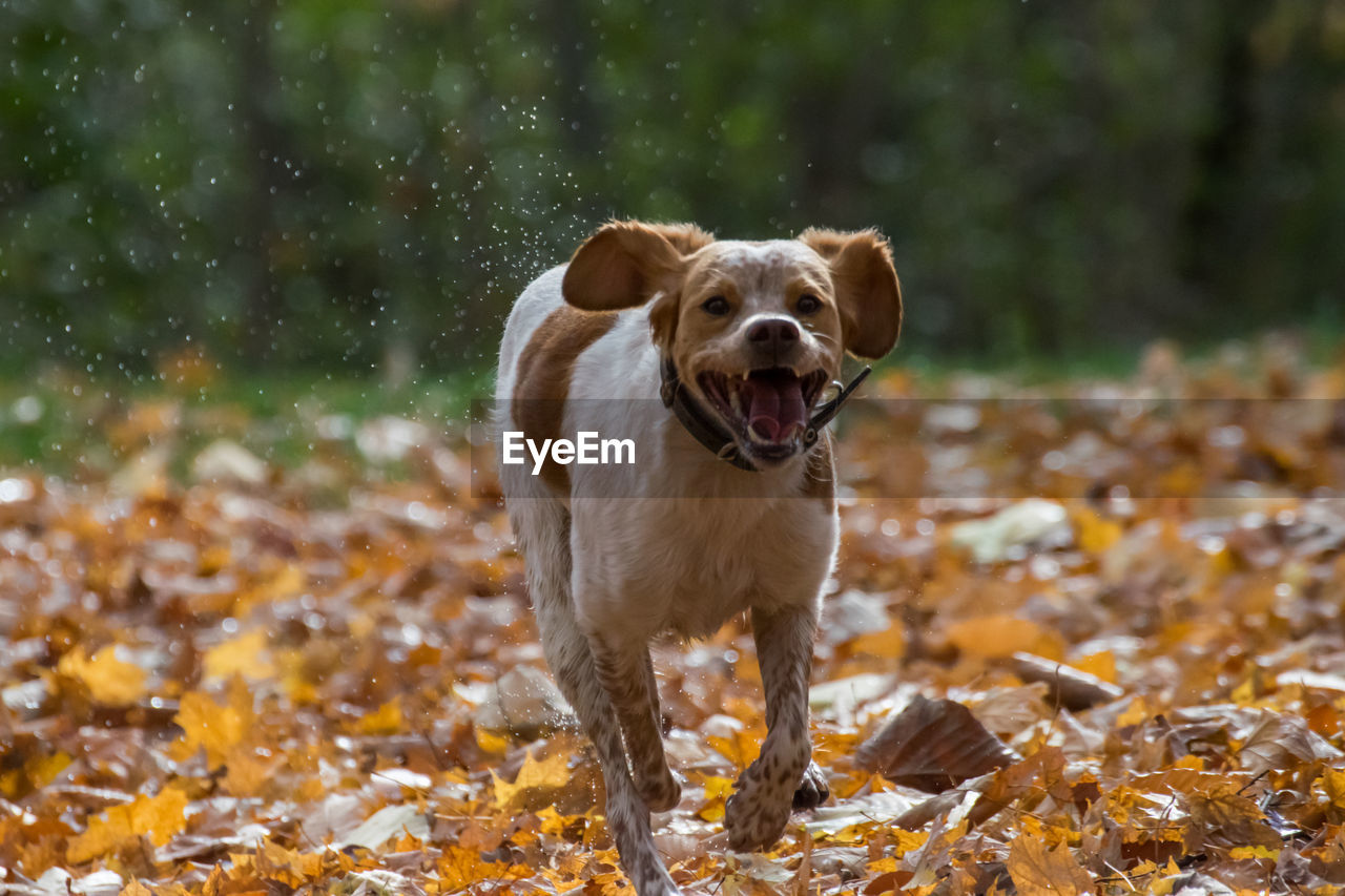 Portrait of wet dog running on leaves covered field during autumn