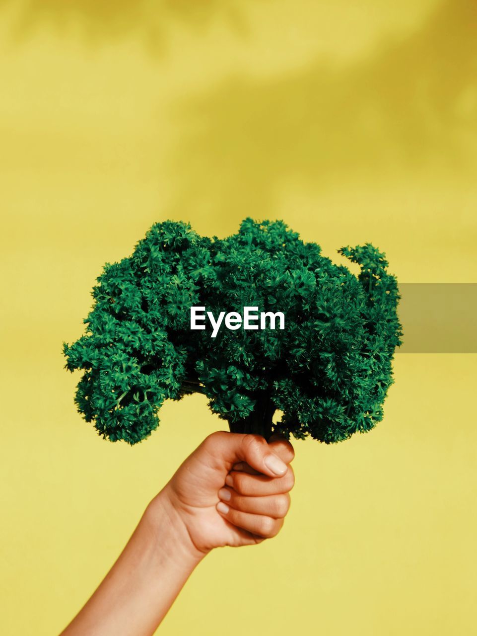 Close-up of hand holding parsley against yellow wall