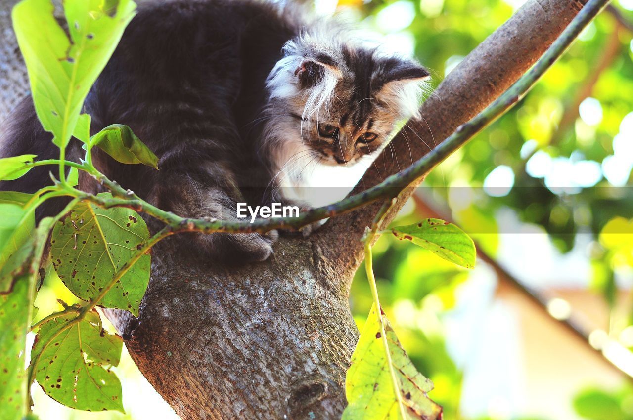 CLOSE-UP OF A CAT