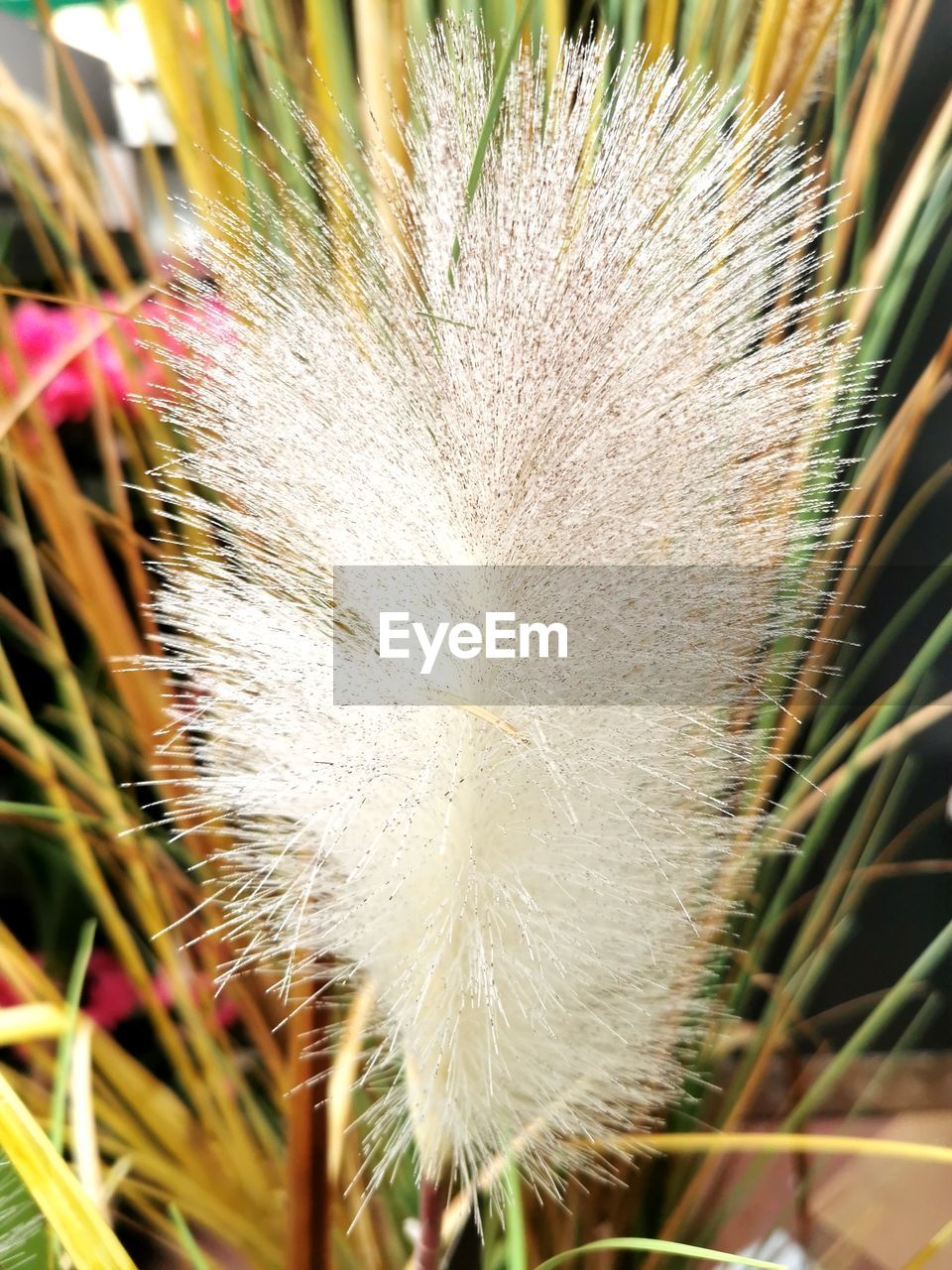 CLOSE-UP OF WHITE CACTUS FLOWER