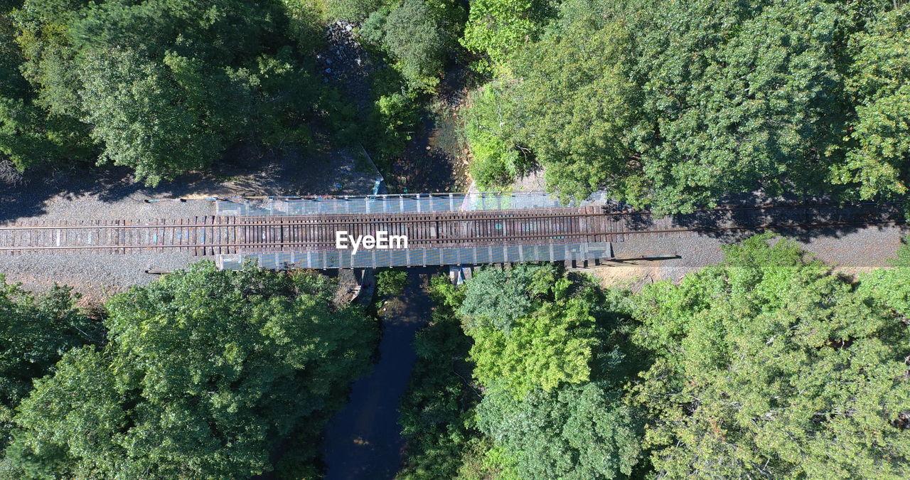 HIGH ANGLE VIEW OF TREES BY PLANTS IN FOREST