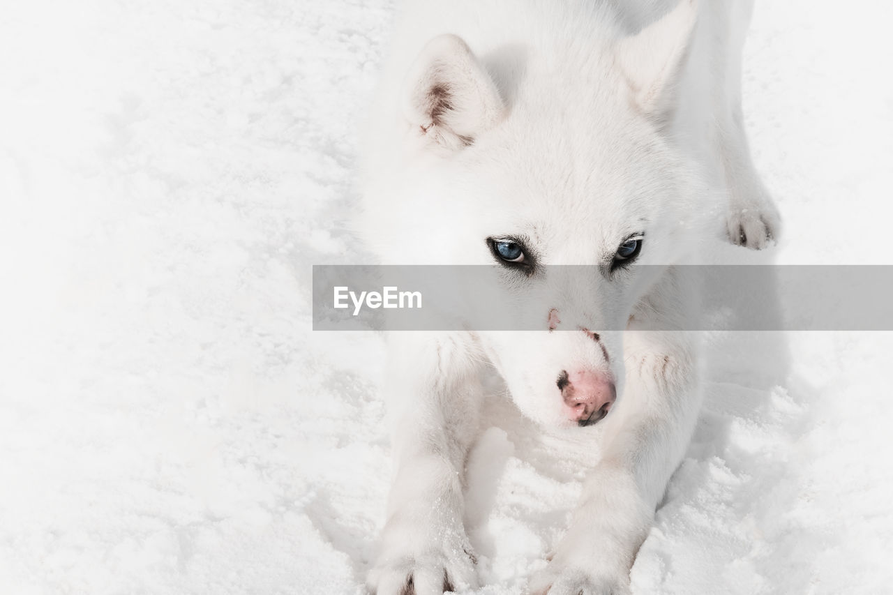 Close-up of dog on snow covered land