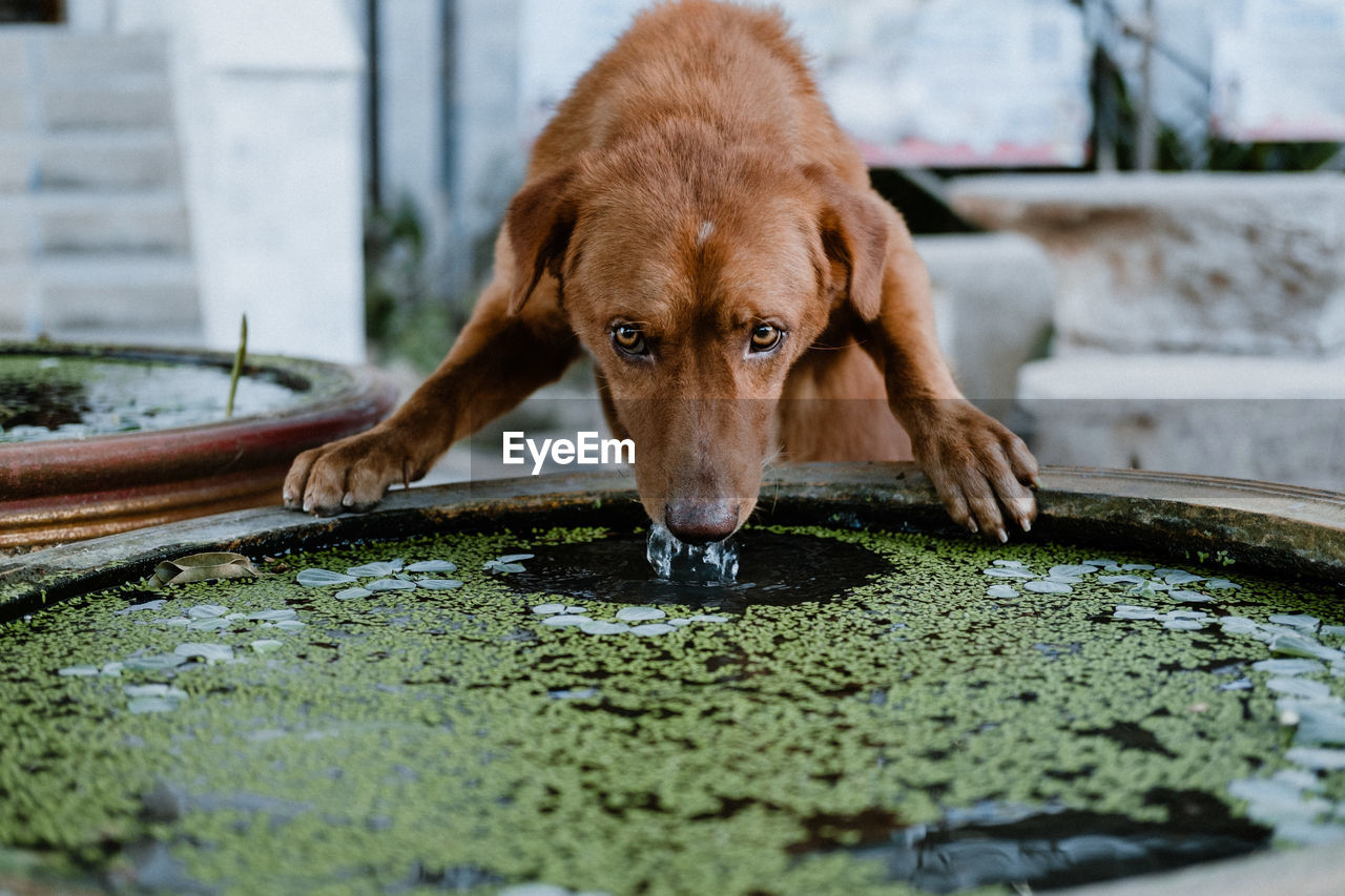 Close-up portrait of dog