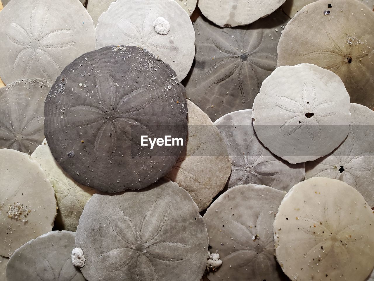 High angle view of sand dollars on table