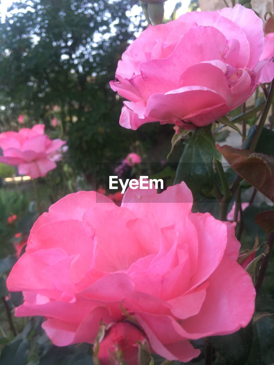 CLOSE-UP OF PINK ROSE WITH ROSES