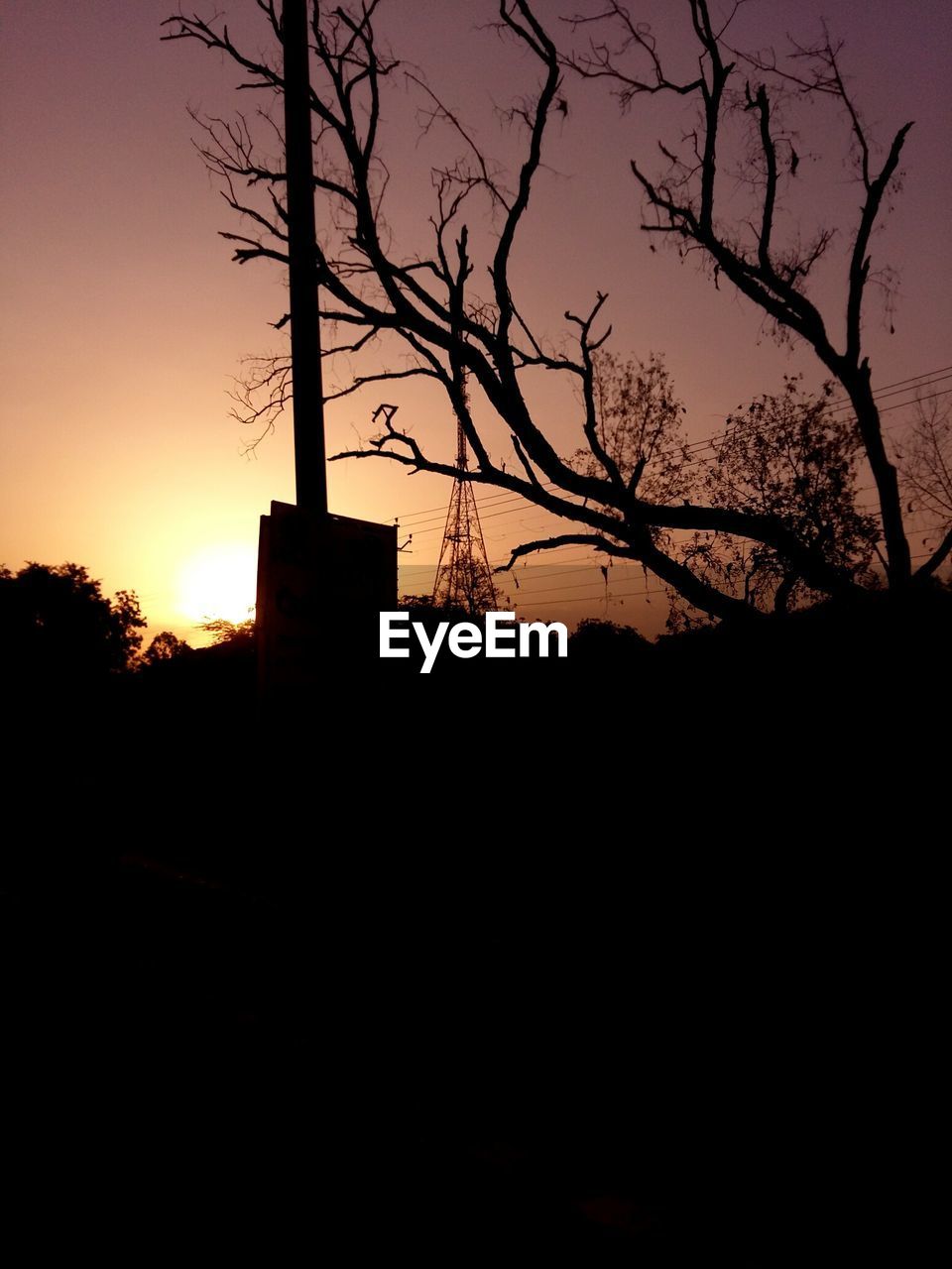 SILHOUETTE OF BARE TREES AT SUNSET