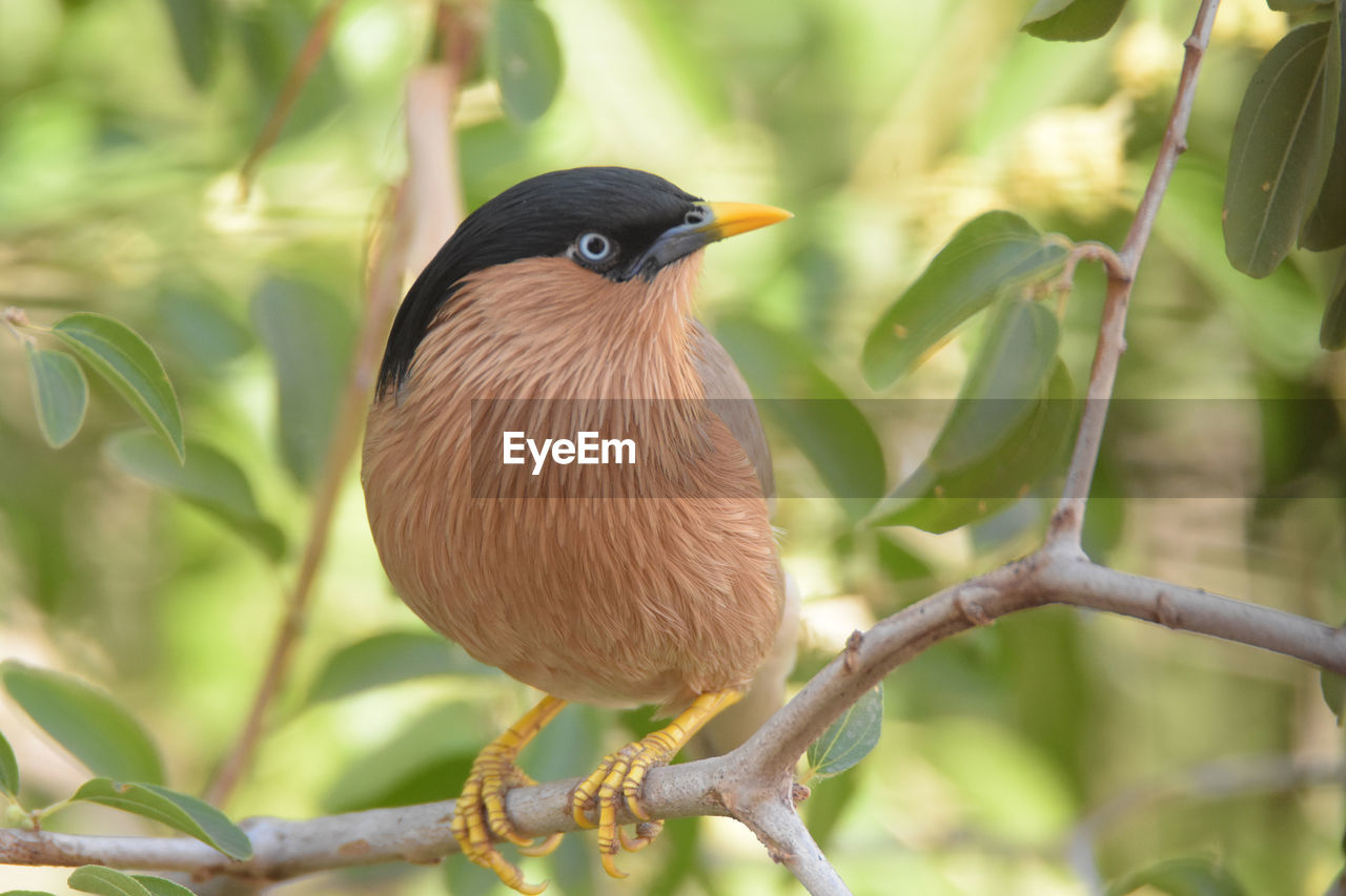 Close-up of bird perching on plant