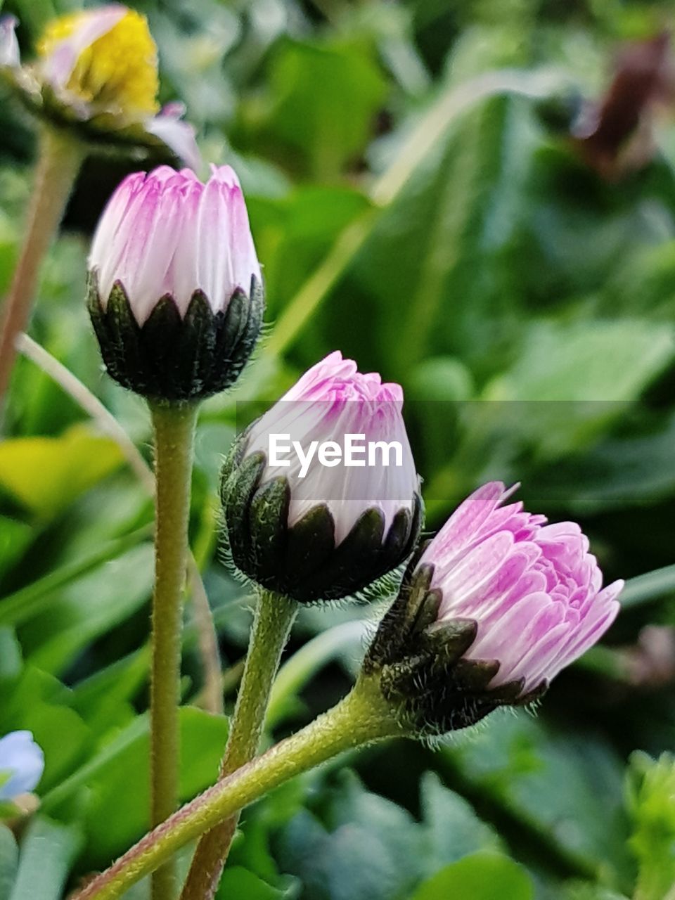 CLOSE-UP OF PINK FLOWER