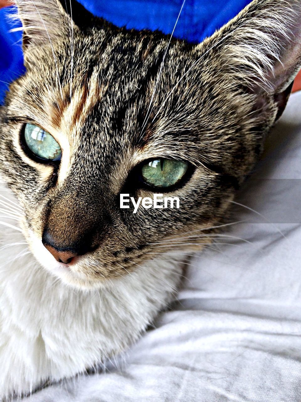 Close-up portrait of cat resting on bed