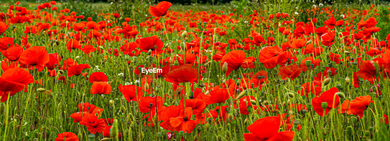 Close-up of red poppy field flowers on field